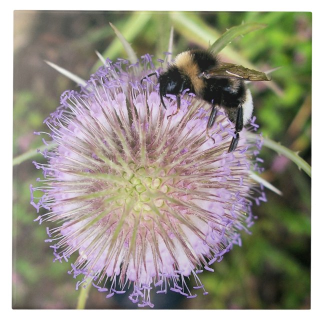 BEE AND THE TEASEL FLOWER CERAMIC TILE (Front)