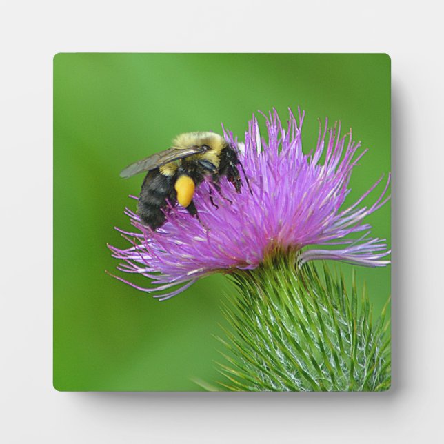 Bee and Thistle Photo Plaque (Front)