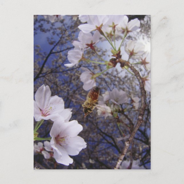 Bee approaching Cherry blossoms, view from below Postcard (Front)