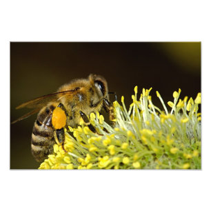 Bee at Work Photo Print