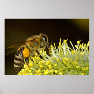 Bee at Work Poster