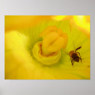 Bee at Yellow Zucchini Flower Small Poster