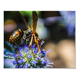 Bee Aware 10" x 8", Kodak Pro Photo Paper (Satin) Print