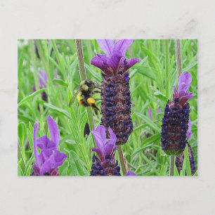 Bee Aware Postcard