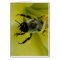 BEE AWESOME - CHRISTIAN GREETING