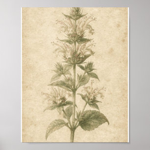 Bee Balm Flower Botanical Art Poster