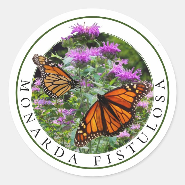 Bee Balm Monarda and Monarch Butterflies Classic Round Sticker (Front)