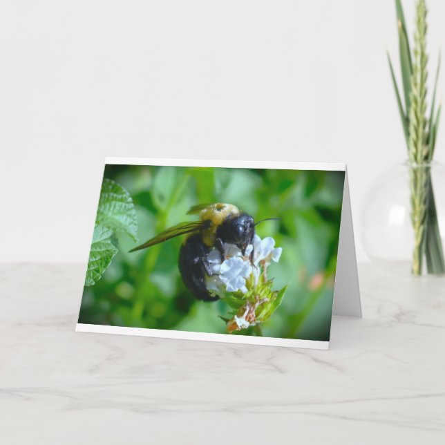 Bee, card (Front)