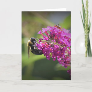Bee, card