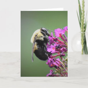 Bee, card