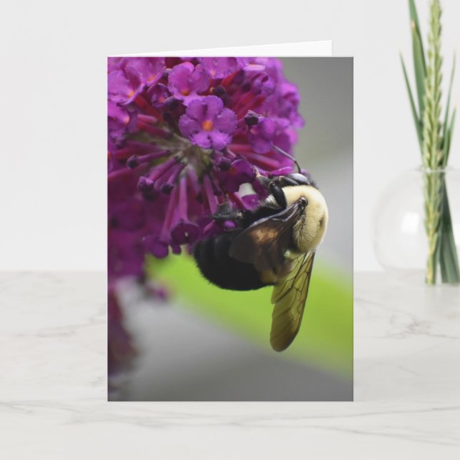 Bee, card (Front)