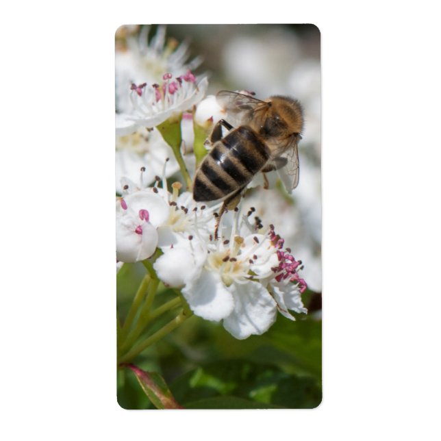 Bee collects pollen (Front)