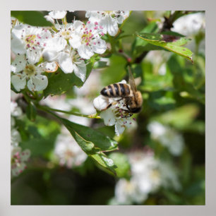 Bee collects pollen poster