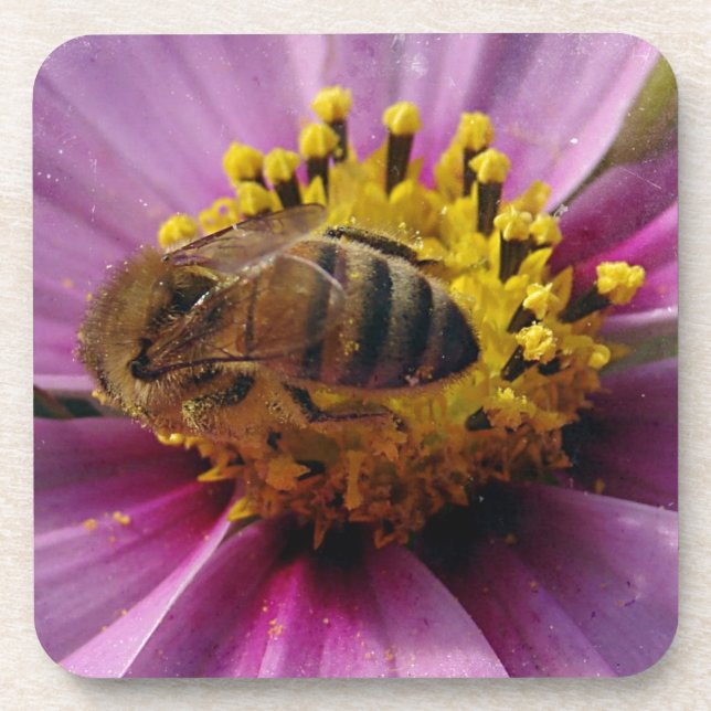Bee Cosmo, Honey Bee and Cosmo Flower Coaster (Front)