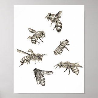 Bee Drawing Poster