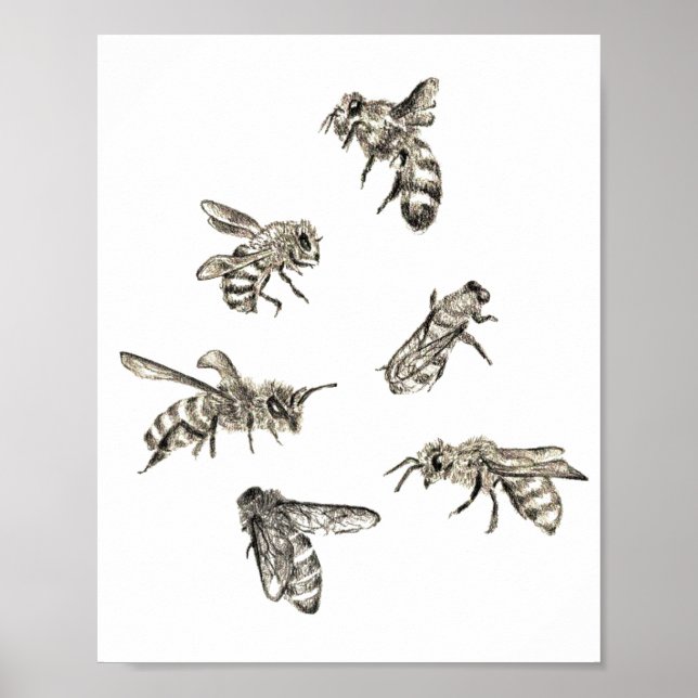 Bee Drawing Poster (Front)