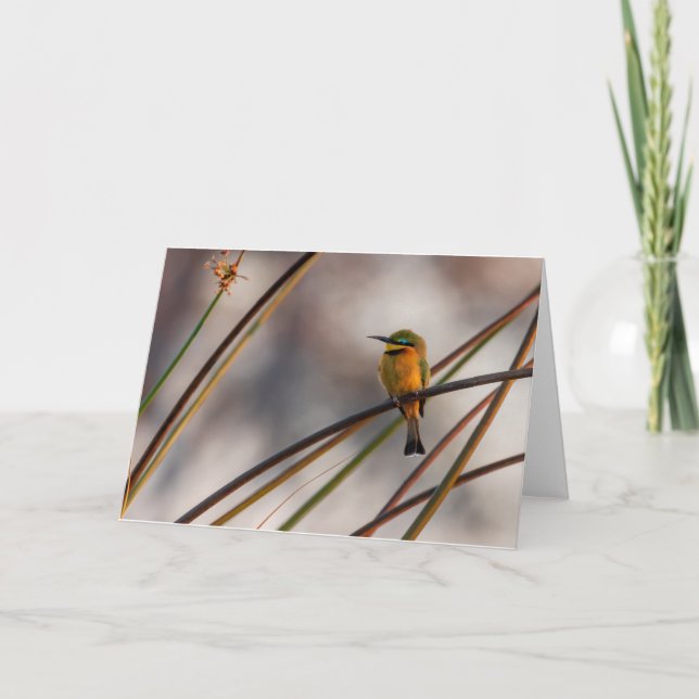 Bee eater, Okavango Delta, Botswana Holiday Card (Front)