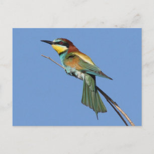 Bee-eater Postcard