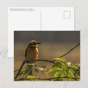 Bee-eater Wildlife Photo Postcard