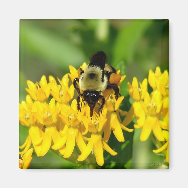 Bee Feasting on Butterfly Weed Wildflowers Magnet (Front)