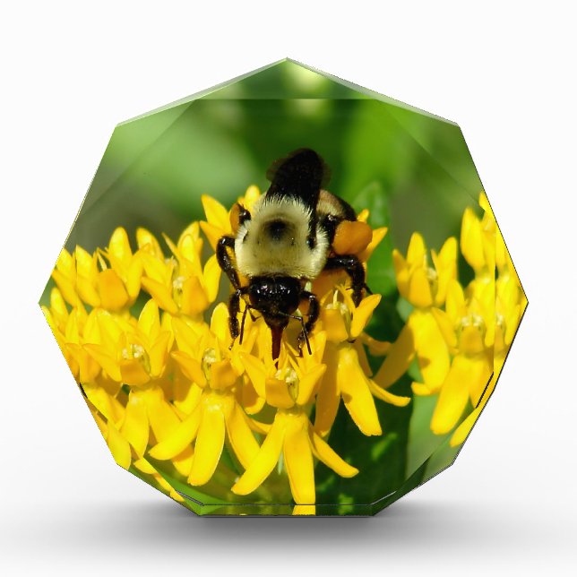 Bee Feasting on Butterfly Weed Wildflowers Photo Block (Front)