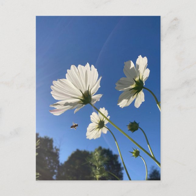Bee, Flower and Sunshine Postcard (Front)