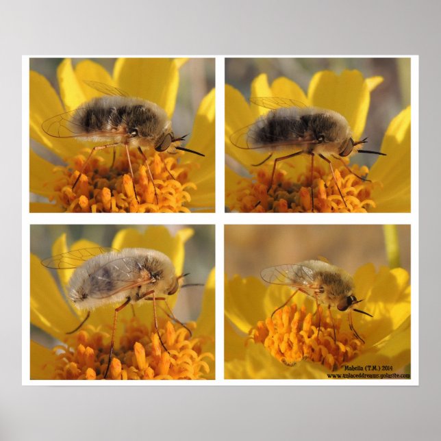Bee Fly - Family Bombyliidae Poster (Front)
