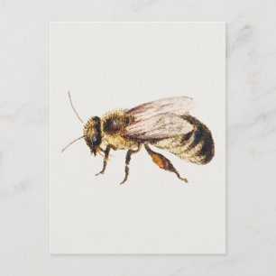 Bee from Sheet of Studies of Nine Insects  Postcard