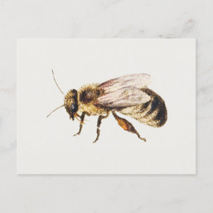 Bee from Studies of Nine Insects, Jan van Kessel Postcard