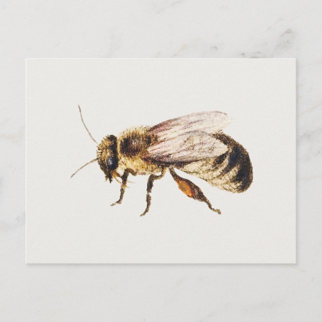 Bee from Studies of Nine Insects, Jan van Kessel Postcard (Front)