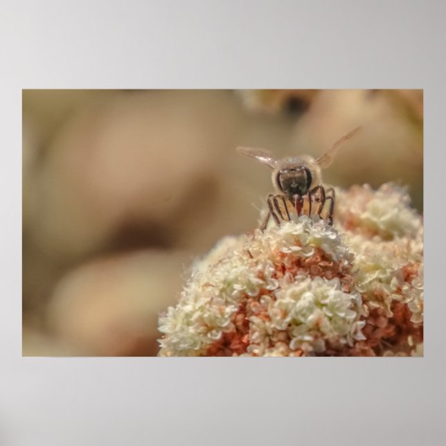 Bee Happy Poster (Front)