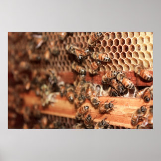 Bee Hive Poster