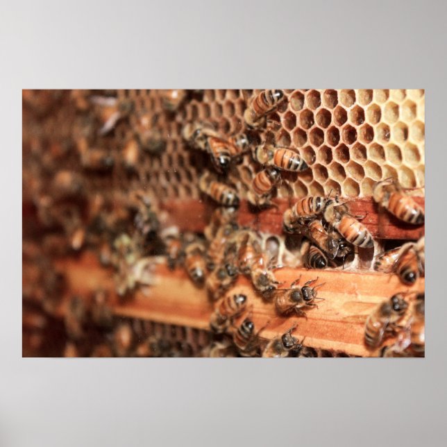 Bee Hive Poster (Front)