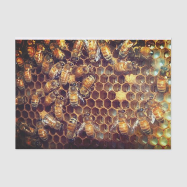 Bee Hive Tissue Paper (Front)
