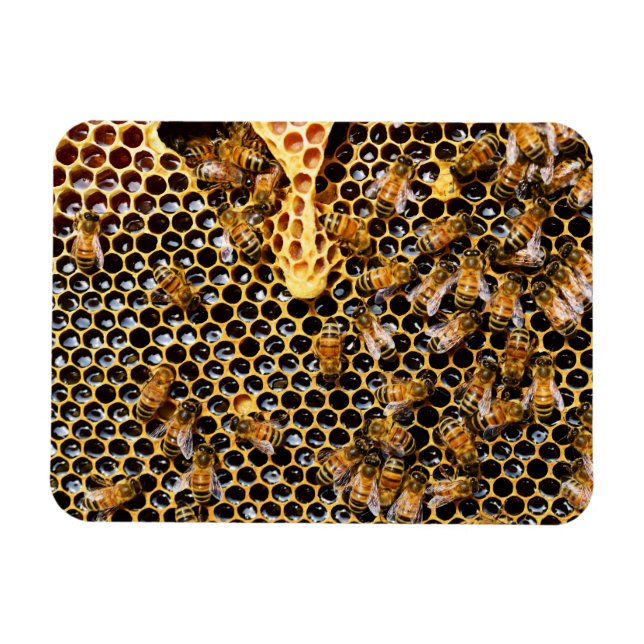 Bee Hive with Honeycomb Up Close Magnet (Horizontal)