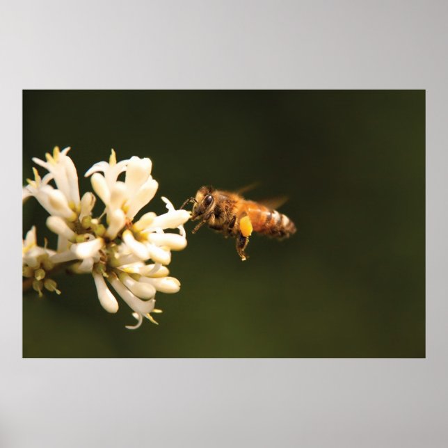 Bee - Honey I'm home Poster (Front)