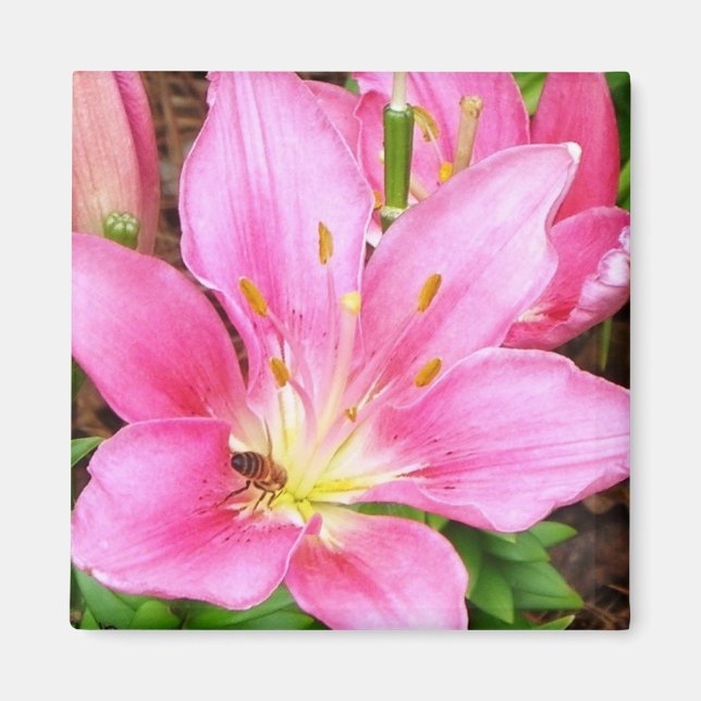 Bee in a Lilly Magnet (Front)