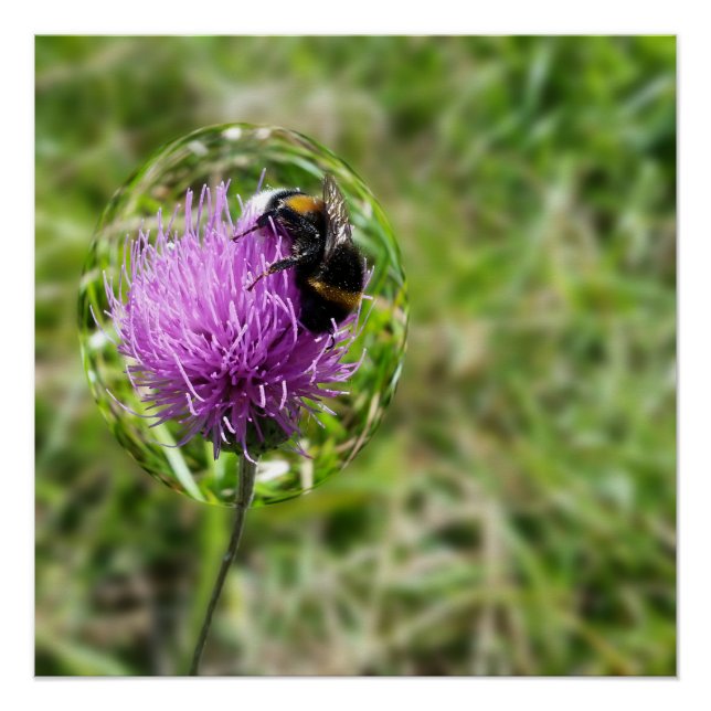 Bee in bubble poster (Front)