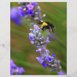 Bee in Lavender Flyer