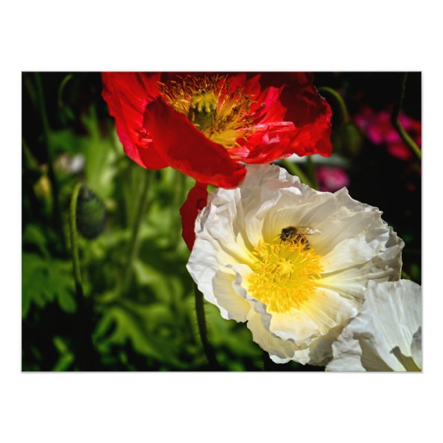 Bee in Nature Photo Print (Front)