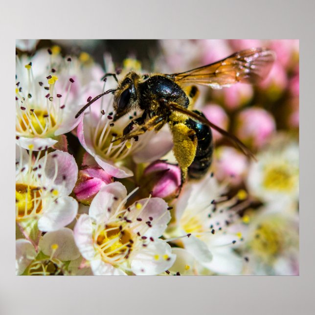 Bee in the Neighbourhood 28x24 Archival Print (Front)