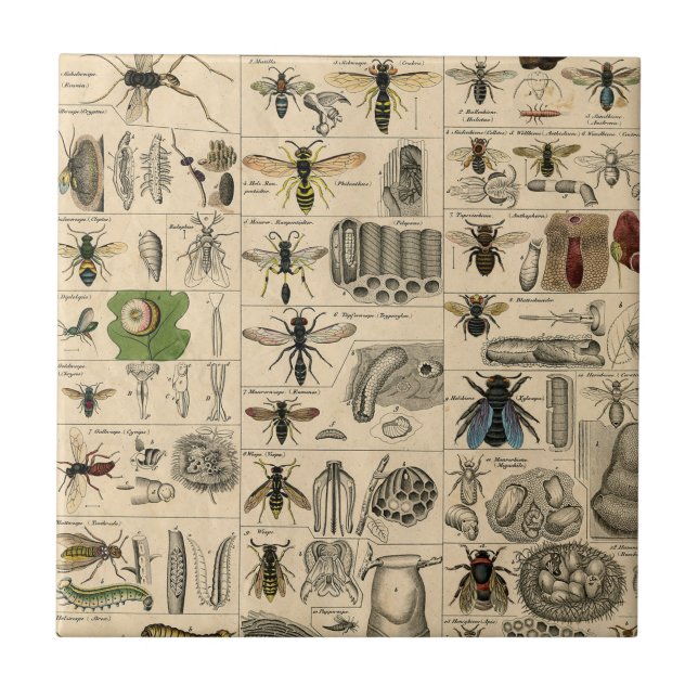 Bee Insect Bug Wasp Natural History Bees Ceramic Tile (Front)
