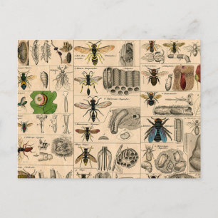 Bee Insect Bug Wasp Natural History Bees Postcard