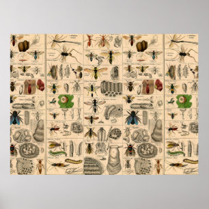 Bee Insect Bug Wasp Natural History Bees Poster