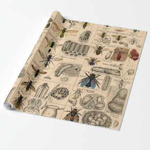 Bee Insect Bug Wasp Natural History Bees Wrapping Paper