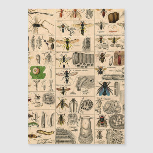 Bee Insect Bug Wasp Natural Nature Bees Painting