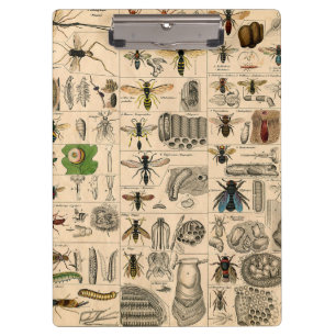Bee Insect Bug Wasp Natural Nature Bees Painting Clipboard