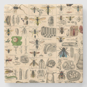 Bee Insect Bug Wasp Natural Nature Bees Painting Stone Coaster