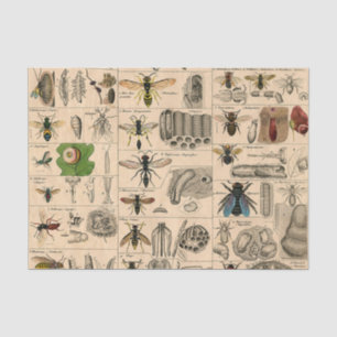 Bee Insect Bug Wasp Natural Nature Bees Painting Tissue Paper