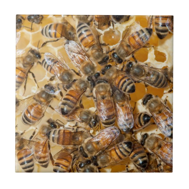 Bee keeping at Arlo's Honey Farm Ceramic Tile (Front)